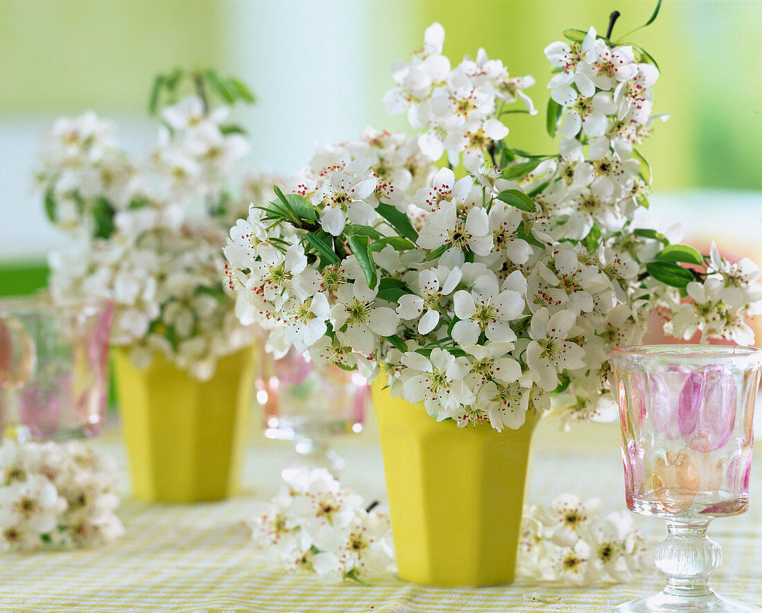 Yellow mugs