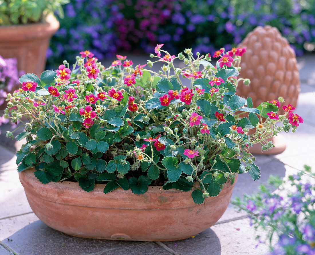 Fragaria 'Red Ruby' (Rubin-Ziererdbeere)