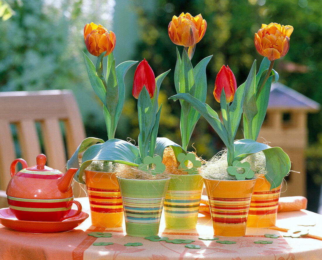 Tulipa 'Orange Princess', 'Love Song' (Tulips)