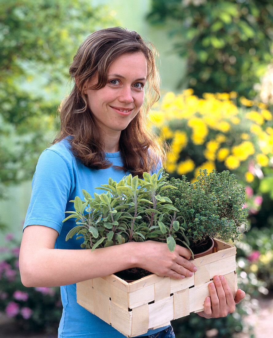 Young woman with Salvia 'Icterina' (golden sage)