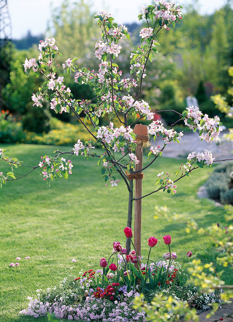 Malus (apple tree)