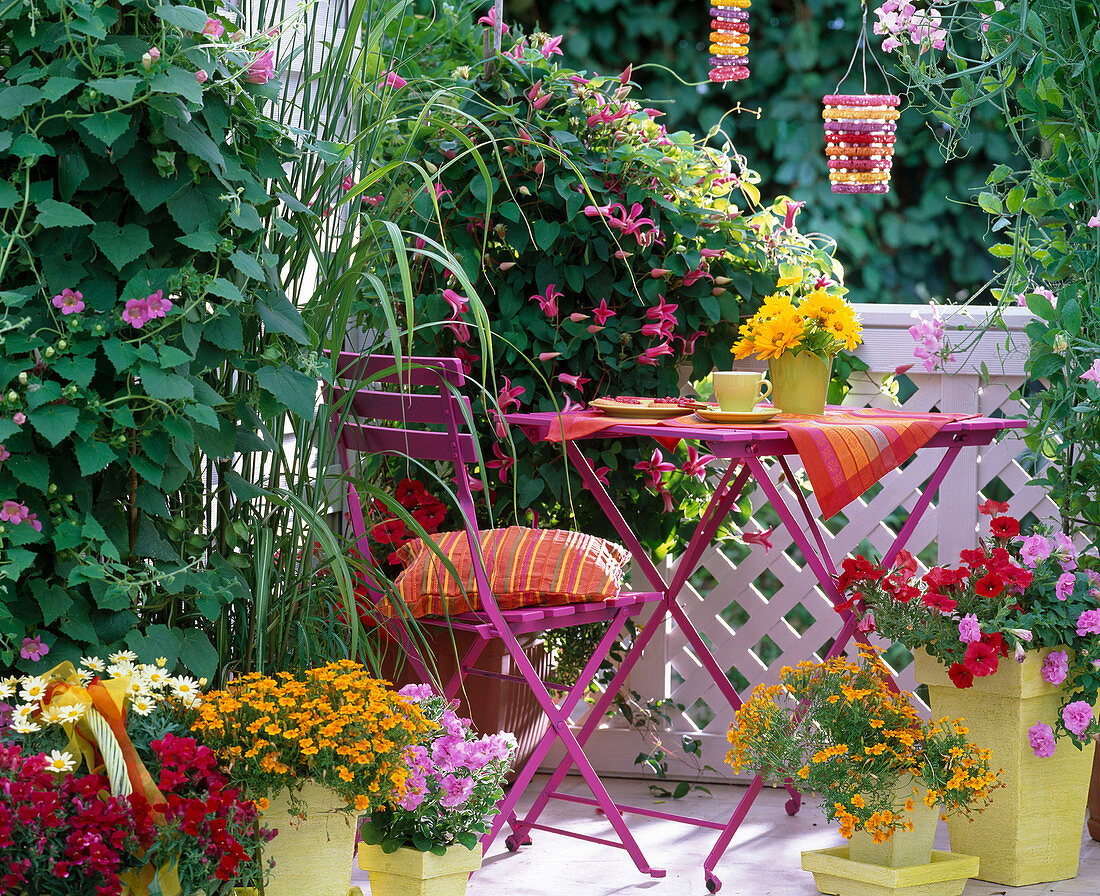 Clematis 'Princess of Wales' (Wood Vine), Petunia (Petunia)