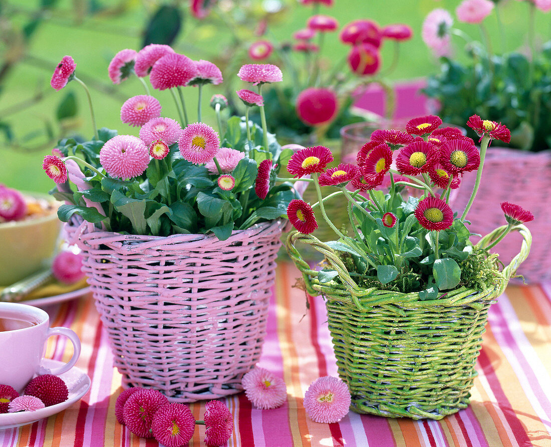 Bellis (pink and red daisies)