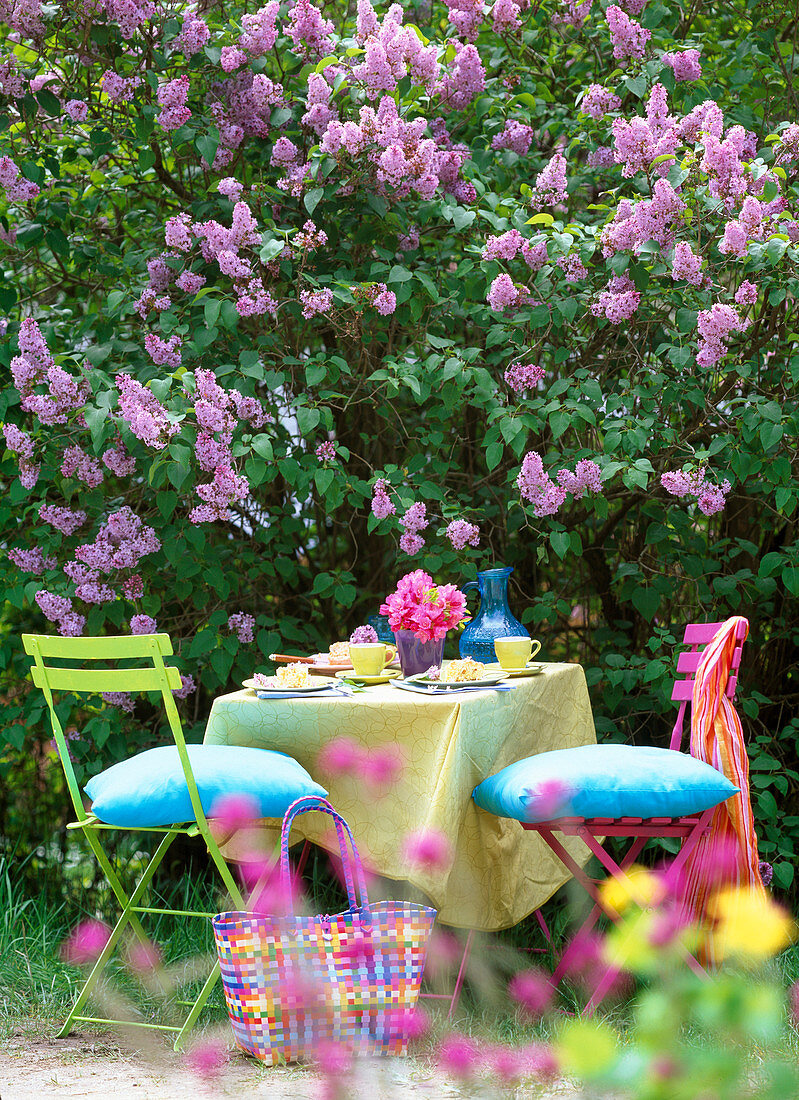 Syringa vulgaris (Lilac)