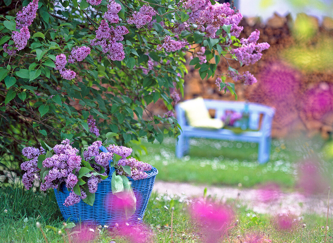 Syringa vulgaris (Lilac)