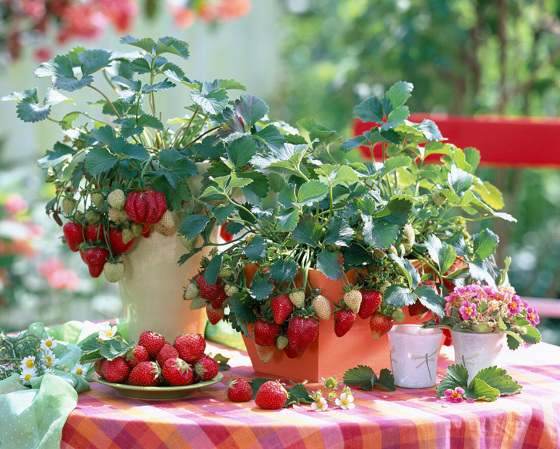 Fragaria 'Elan' (strawberry)