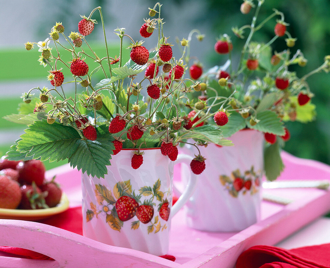 Fragaria hortensis (Monatserdbeeren)