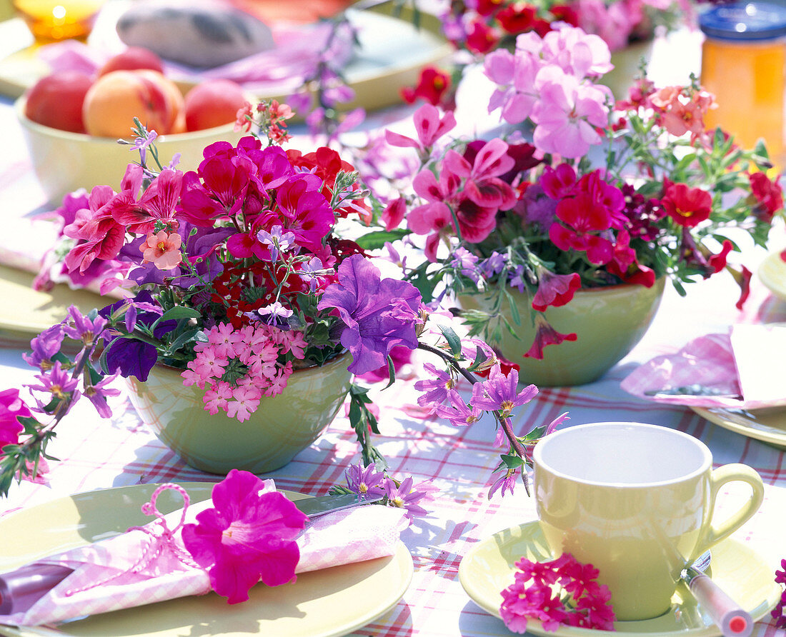 Pelargonium (geranium)