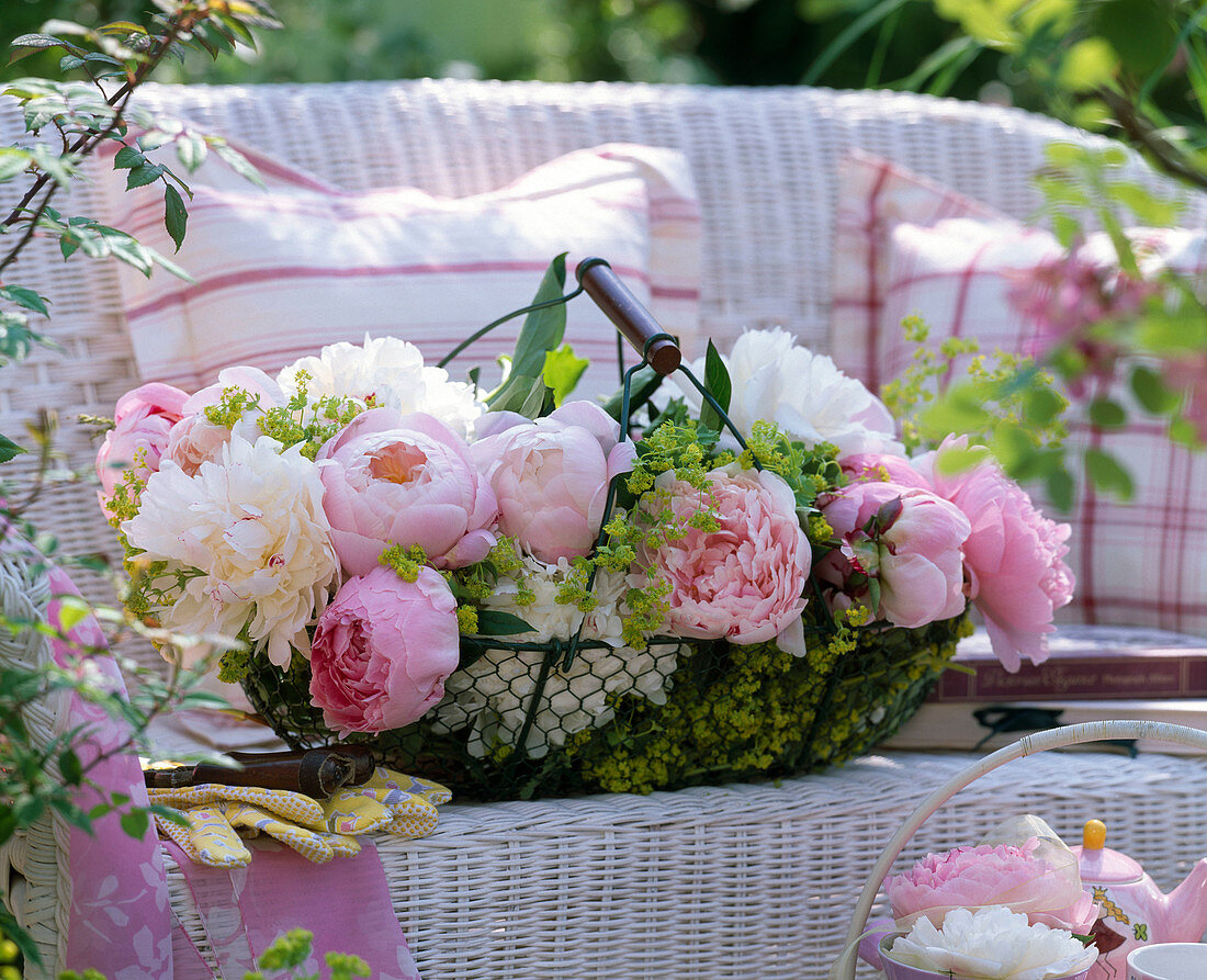 Drahtkorb mit frisch geschnittenen Paeonia (Pfingstrosen)