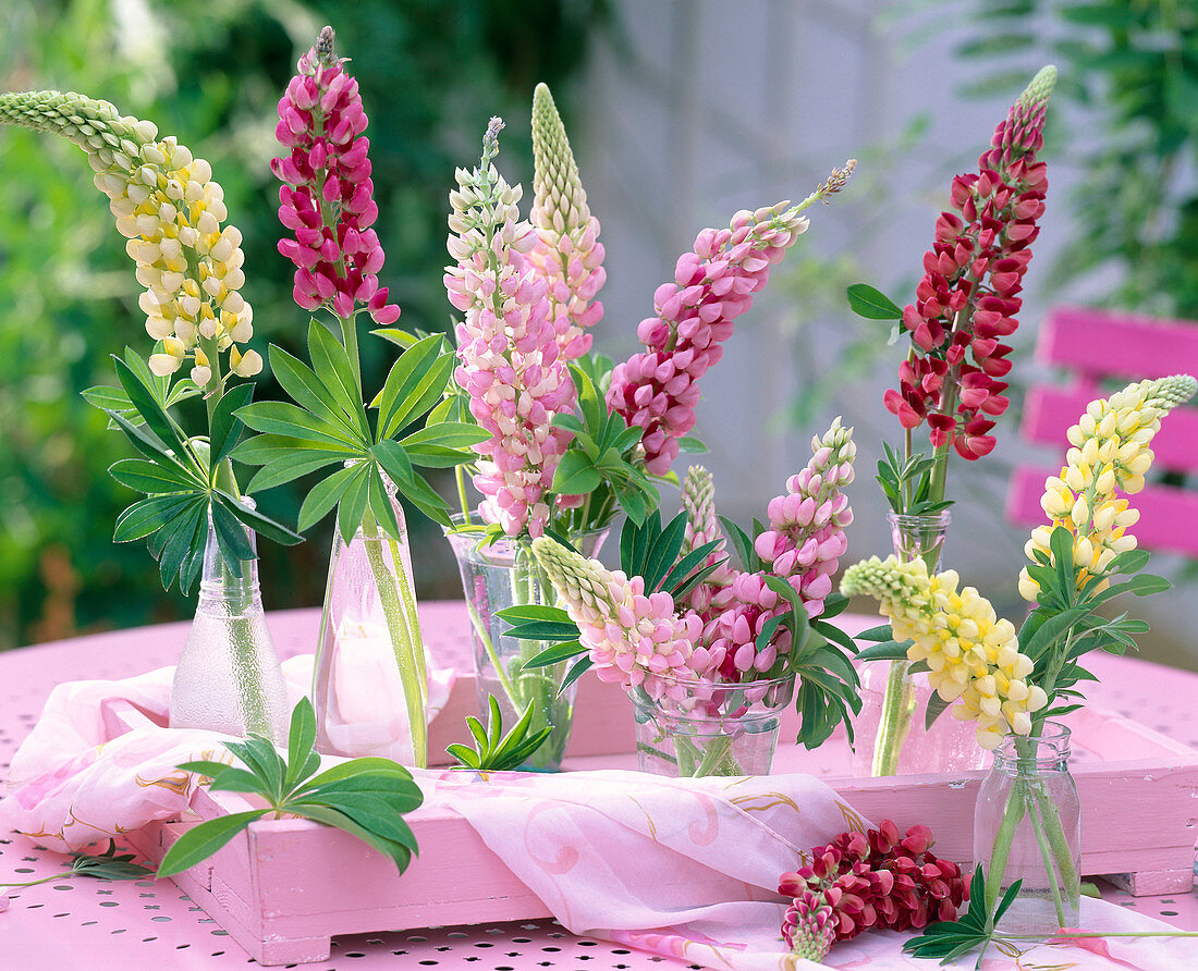 Lupinus (lupine)