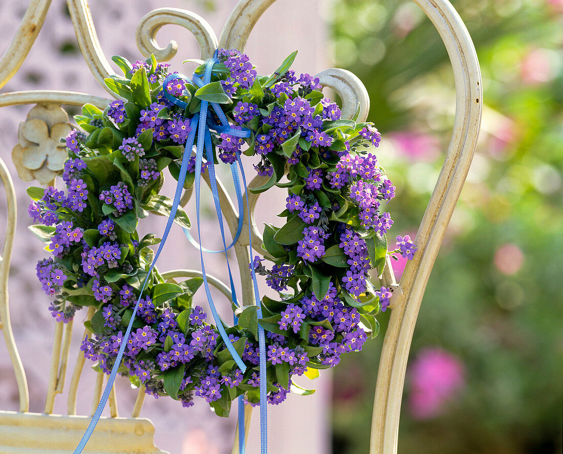 Myosotis 'Myomark' (Forget-me-not)