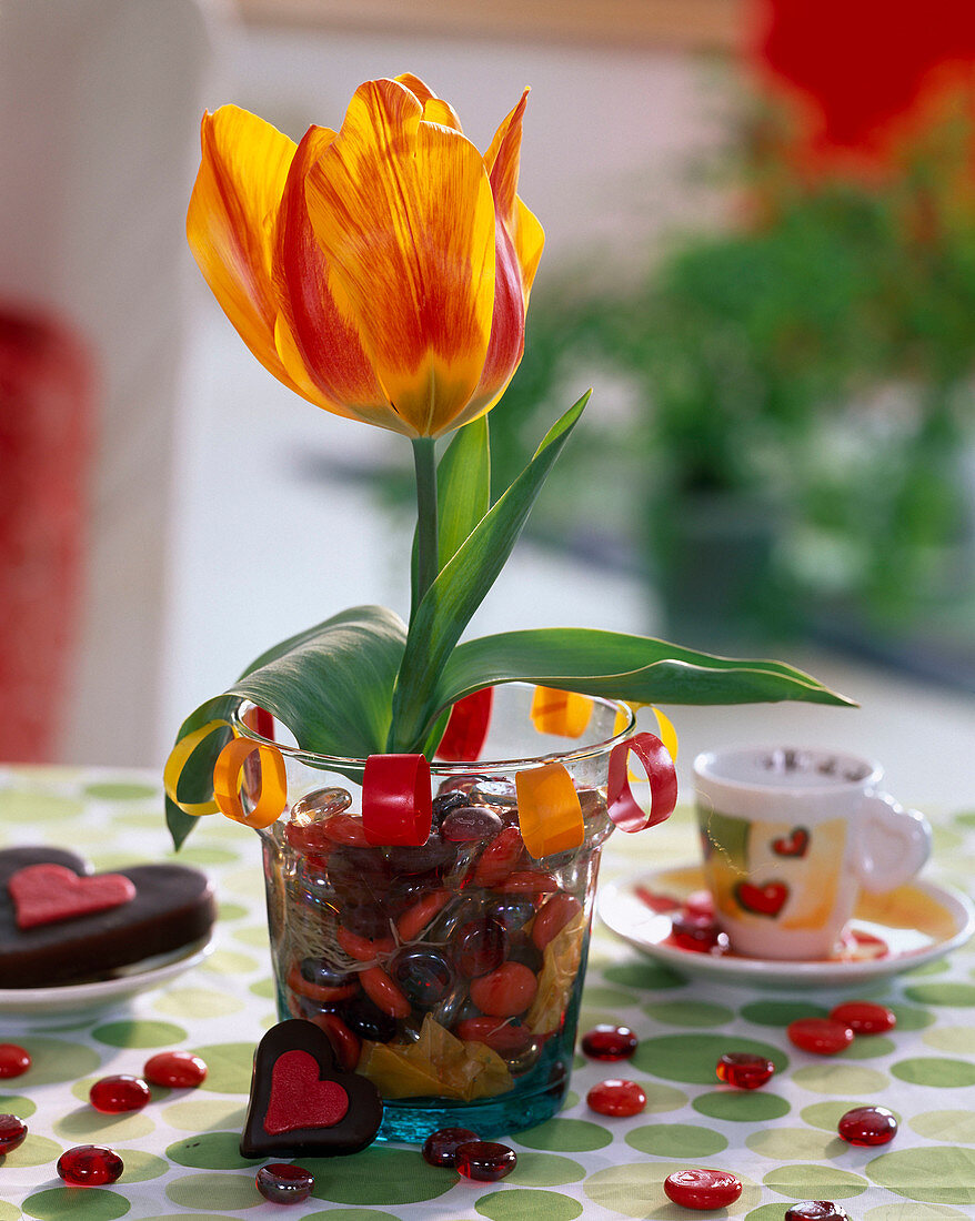 Tulipa (Tulpe)