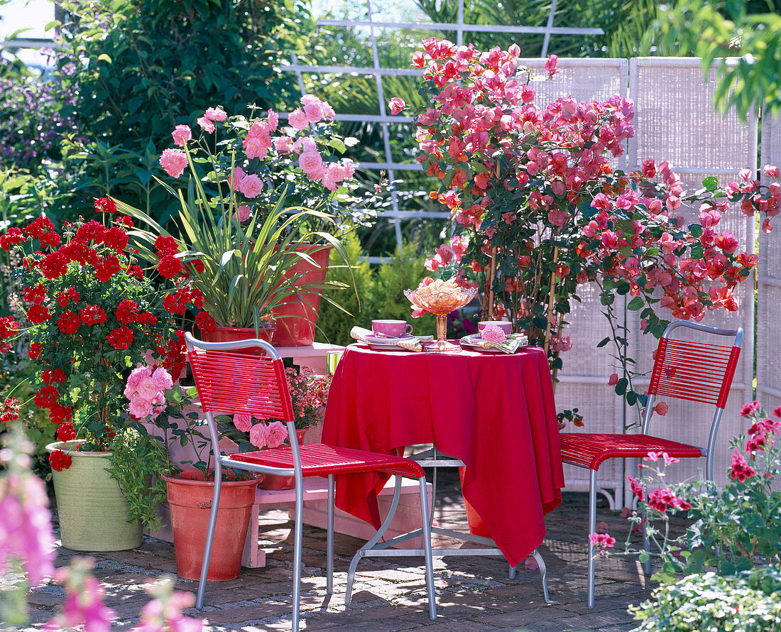 Bougainvillea