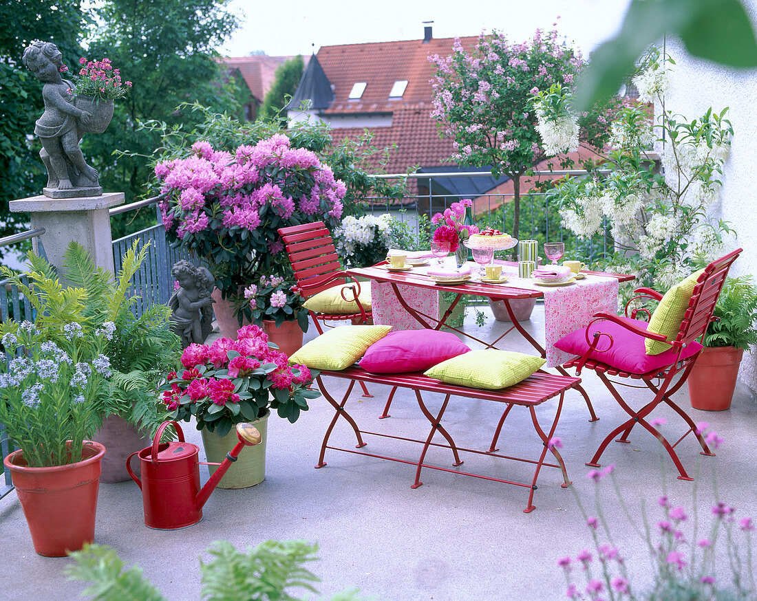 Dachterrasse mit Rhododendron