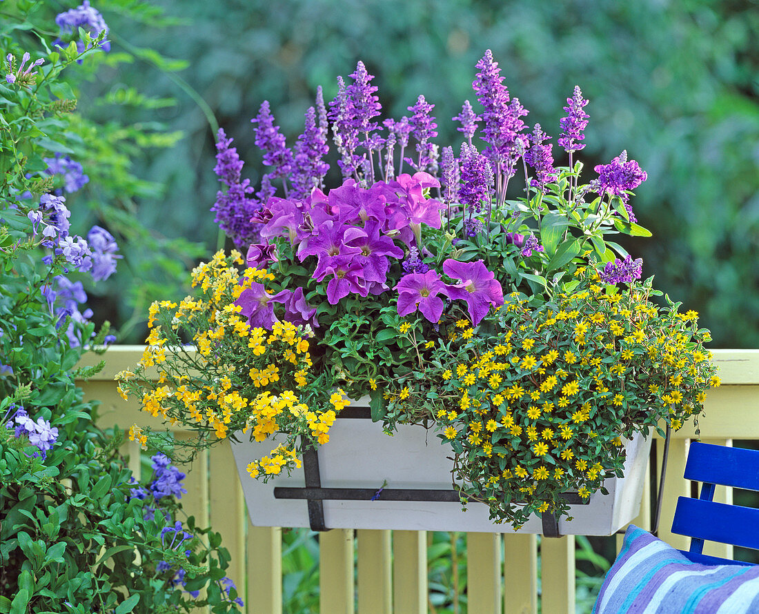 Petunia 'Dreams Sky Blue' / Petunie