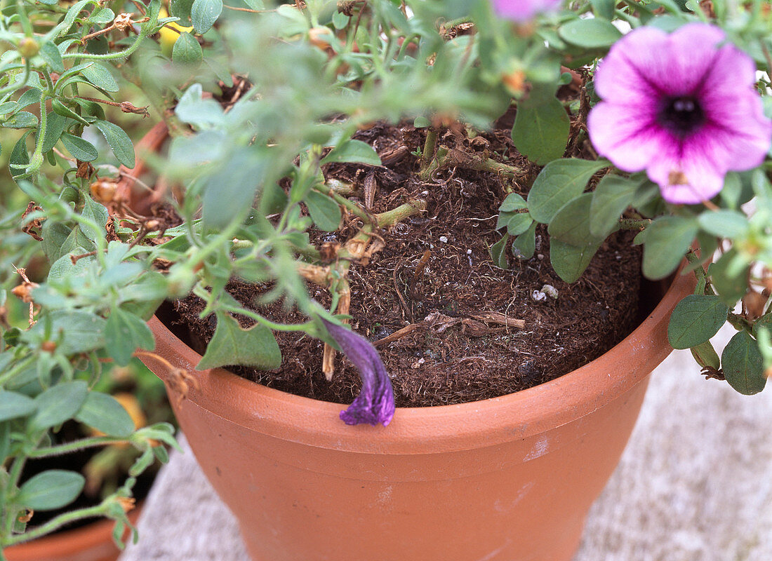 Petunia ' Pink Vein '