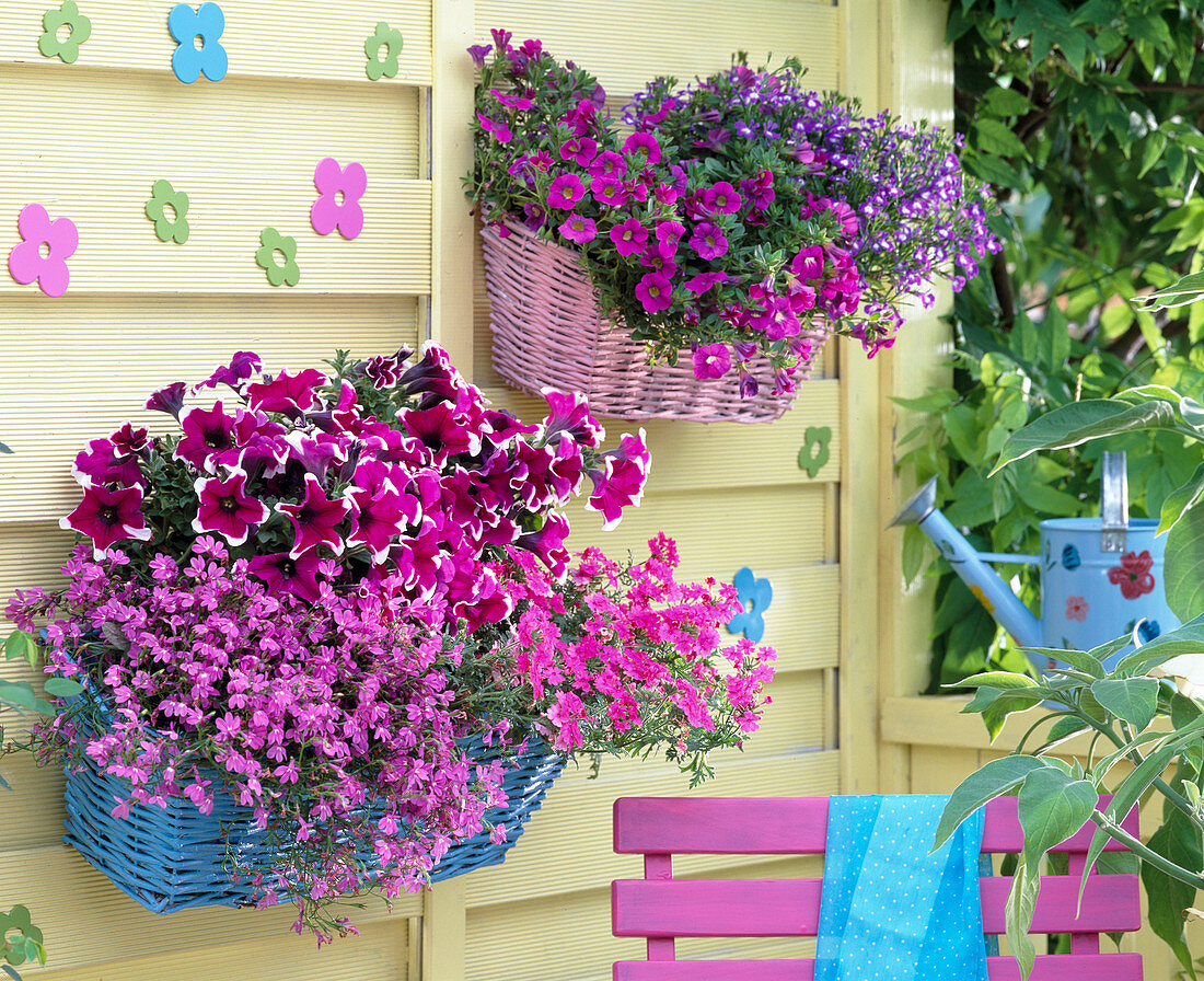 Lobelia laguna 'Trailing lilac', 'Blue'