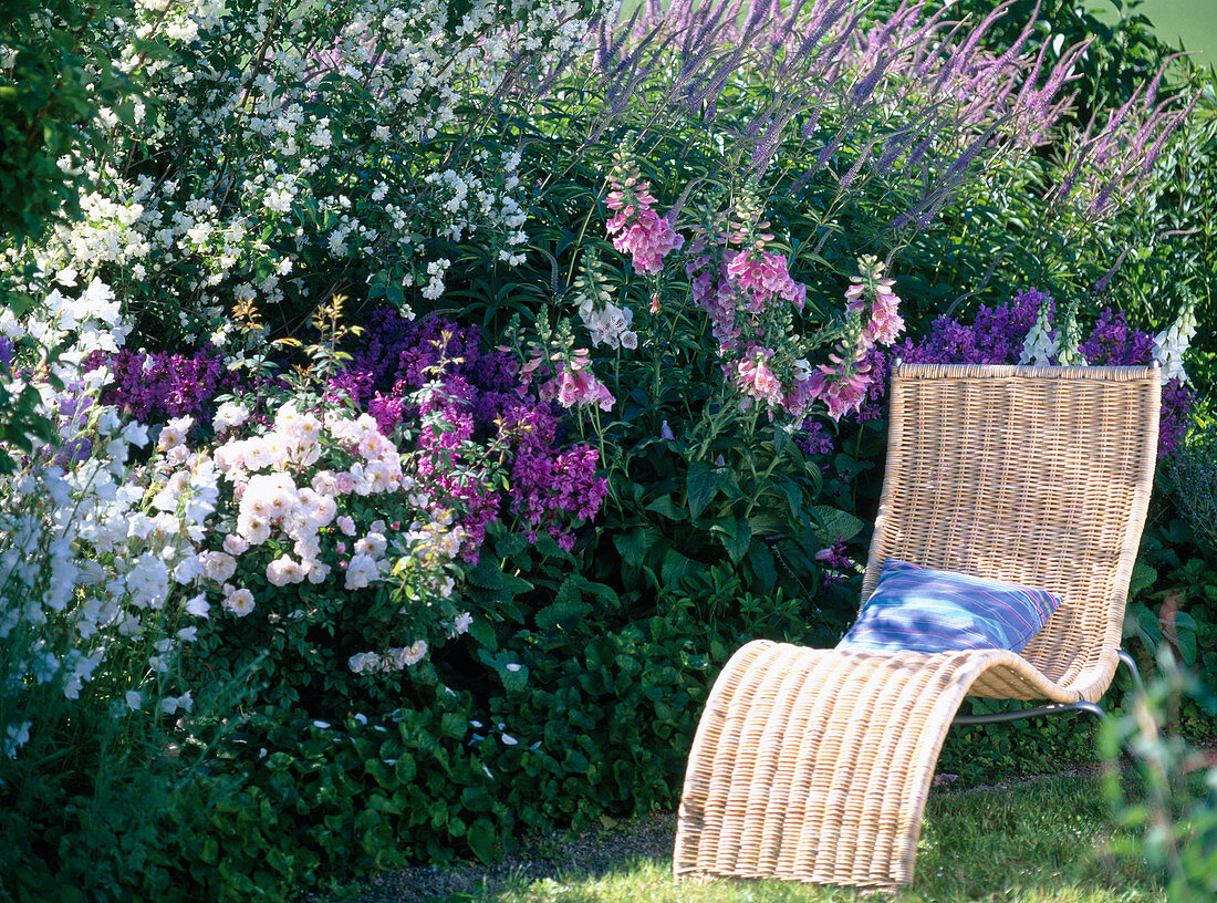 Philadelphus 'Snowstorm' (False Jasmine)