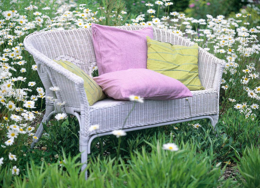 White wicker bench on meadow with Leucanthemum