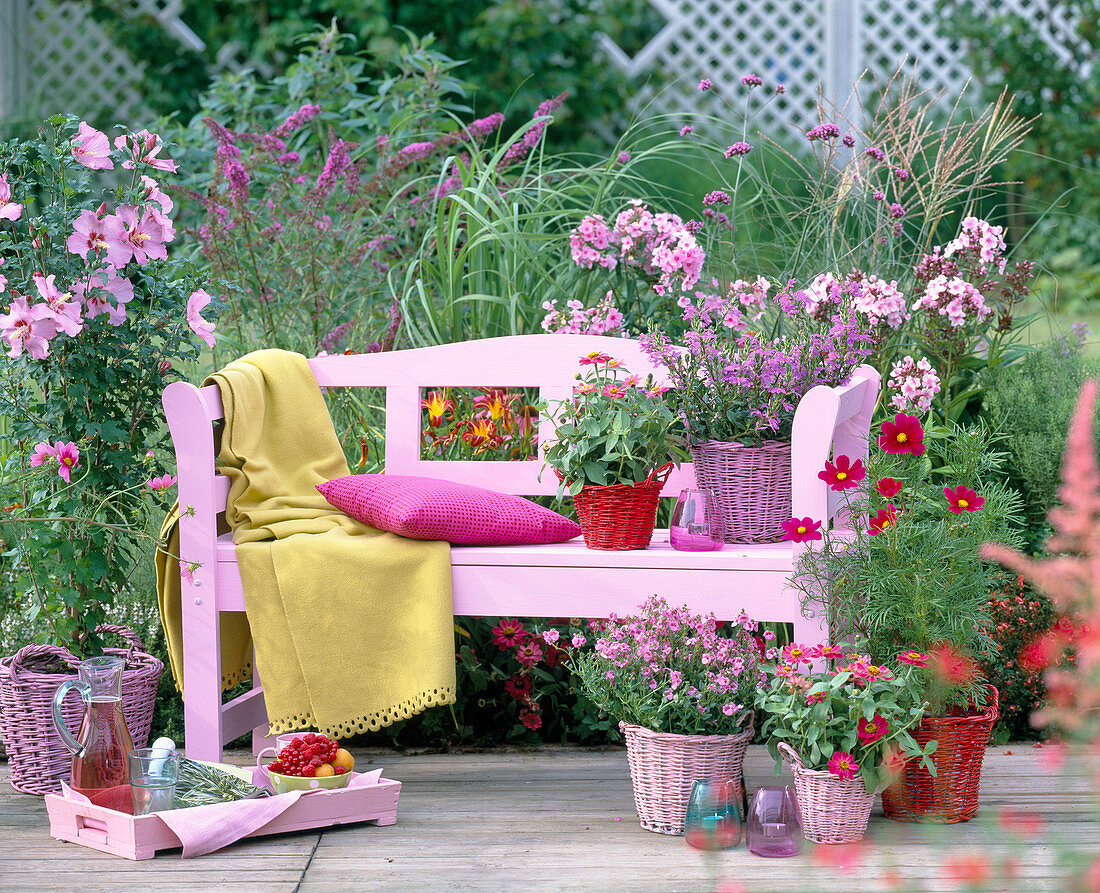 Hibiscus (Freilandhibiscus), Zinnia