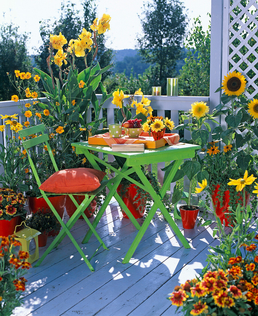 Canna (Ind. Blumenrohr), Helianthus (Sonnenblume)