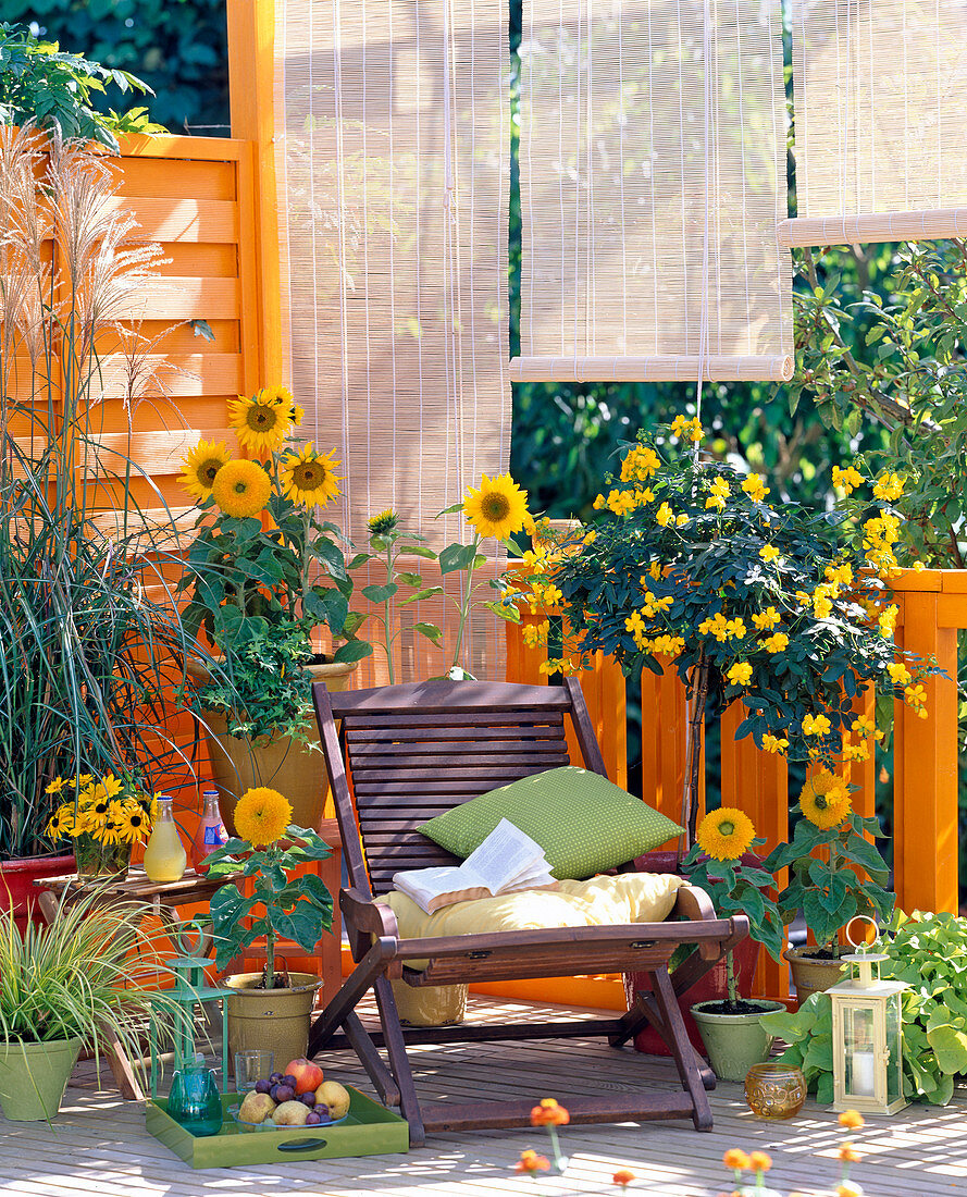 Helianthus (sunflower), Cassia corymbosa (spice bark)