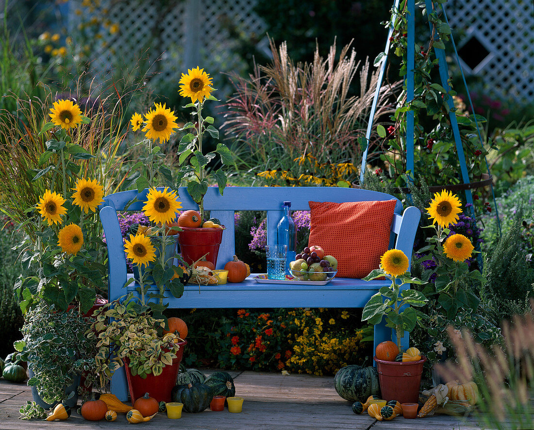 Helianthus annuus 'Teddybär', 'Holyday' (Sonnenblume)