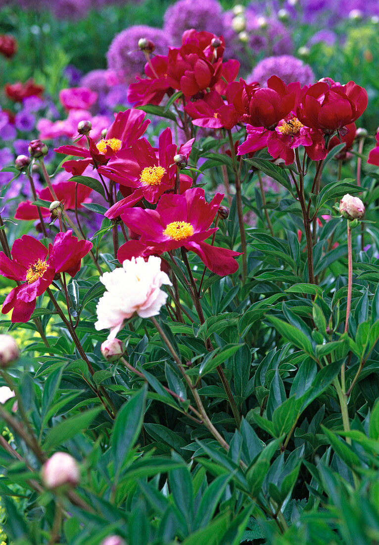 Paeonia lactiflora 'Balliol' (not blooming red peony)