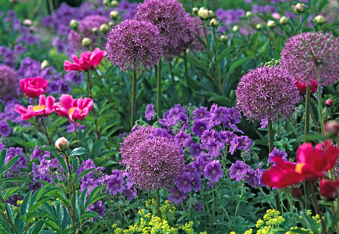 Allium 'Purple Sensation' (ball leek)
