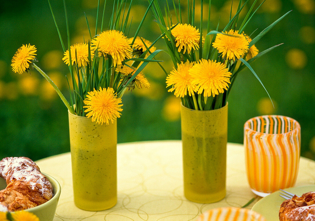 Taraxacum (dandelion) in yellow jars