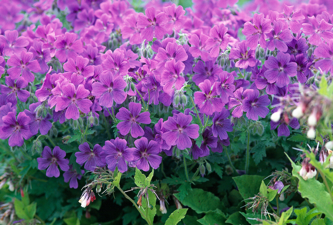 Geranium pratense 'Johnson's Blue' (Cranesbill)