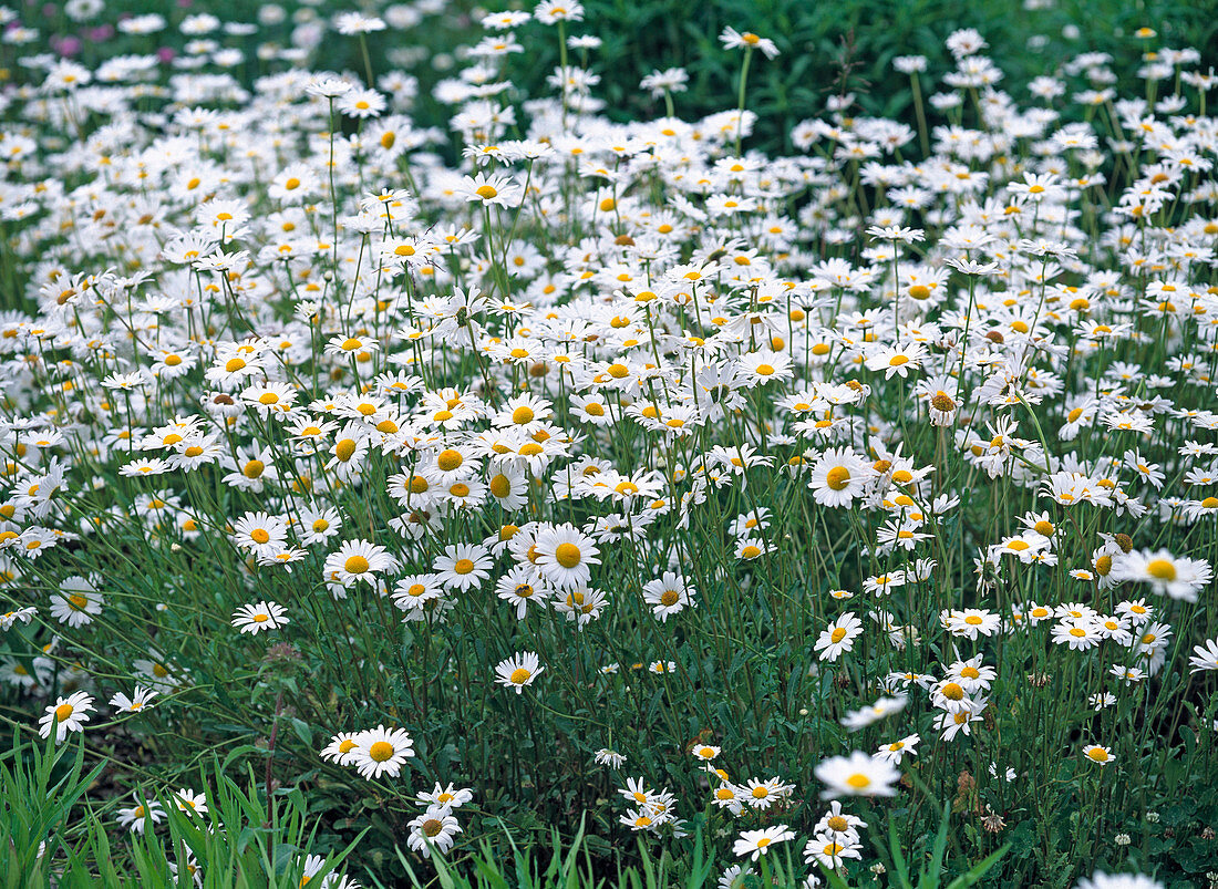 Leucanthemum vulgare (Field daisy)