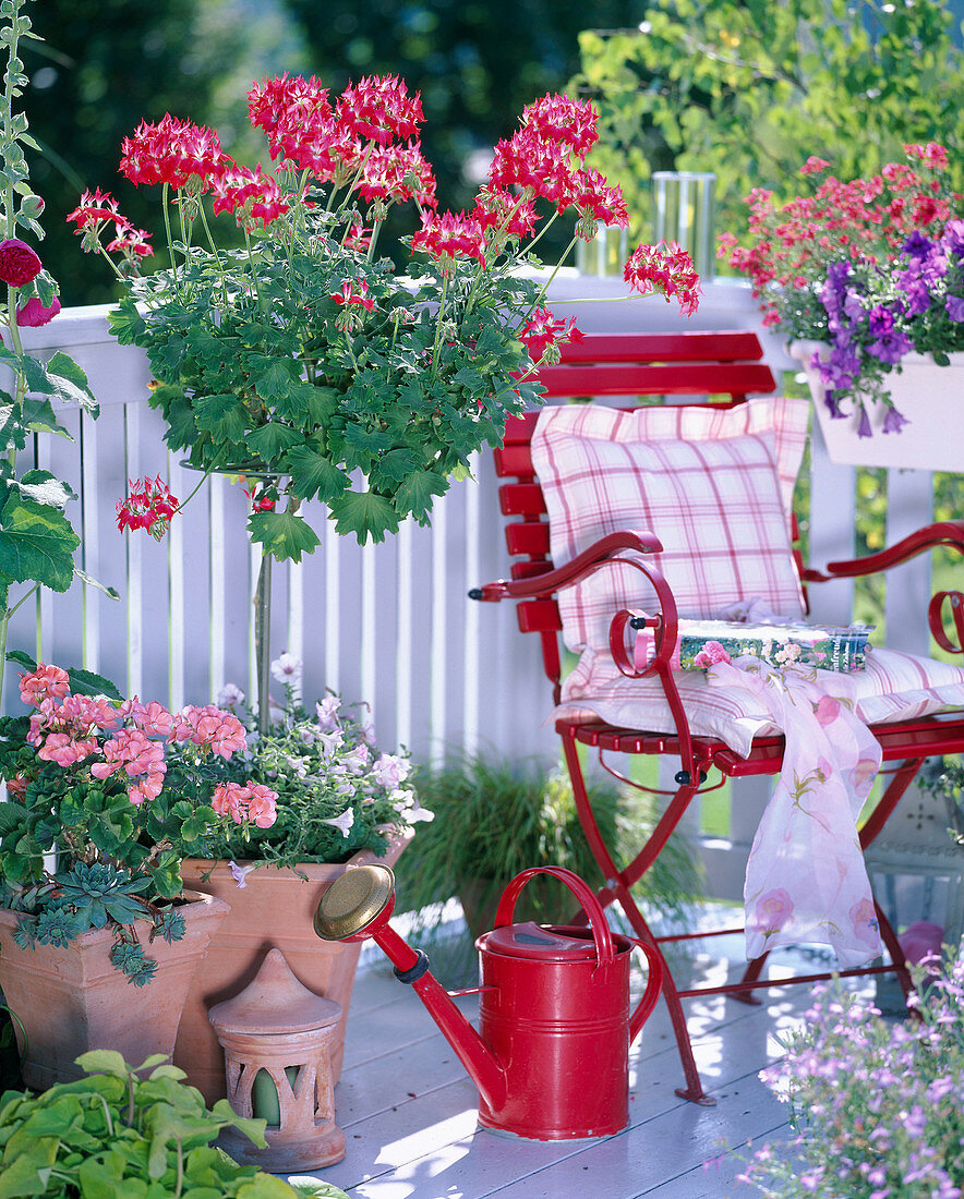 Pelargonium 'Summer Twist' Red (White) (Geranienstamm)