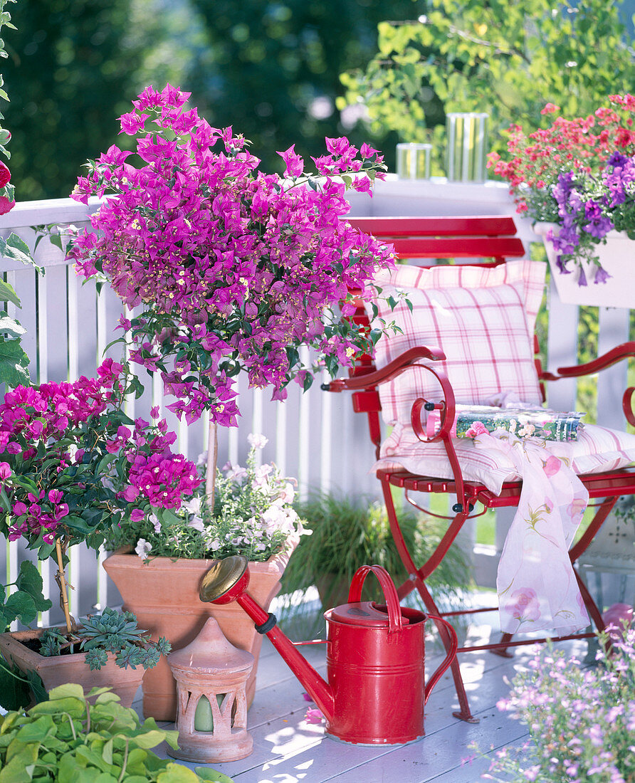 Bougainvillea, Petunia (Petunie)