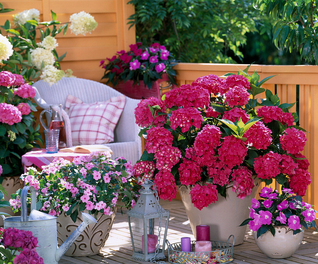 Hydrangea 'Amsterdam', 'London', 'Limelight' (Hydrangea)