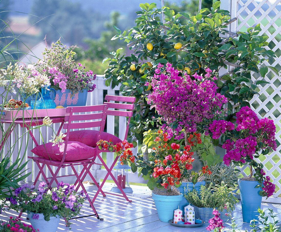 Bougainvillea, Citrus (Zitrone)