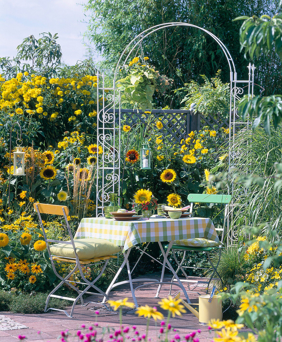 Helianthus annuus und decapetalus (Sonnenblumen)