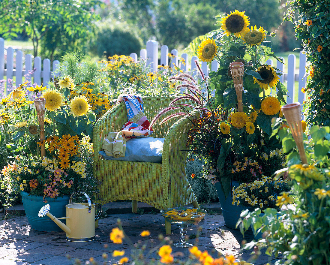 Helianthus ' Starburst Aura ' - ' Prado Gold ' - ' Teddybär ' (Sonnenblume)