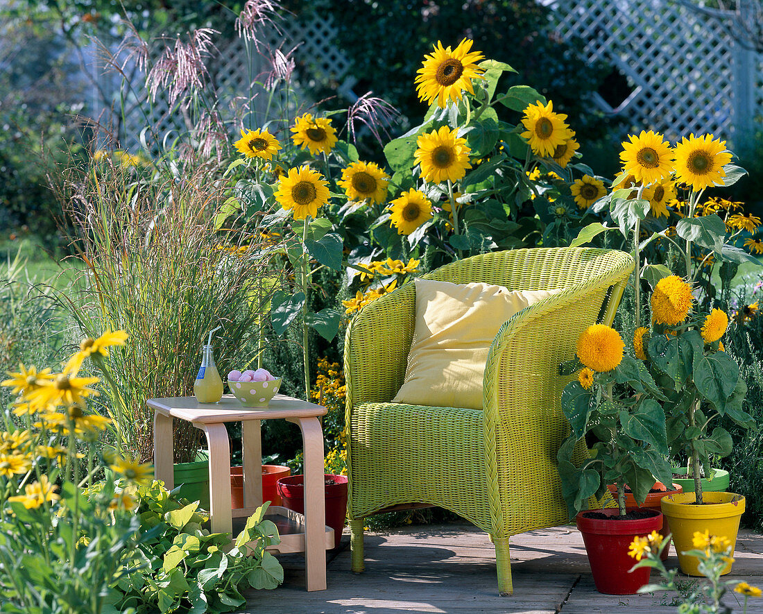 Helianthus ' Prado Gold ' - ' Teddybär ' (Sonnenblumen)