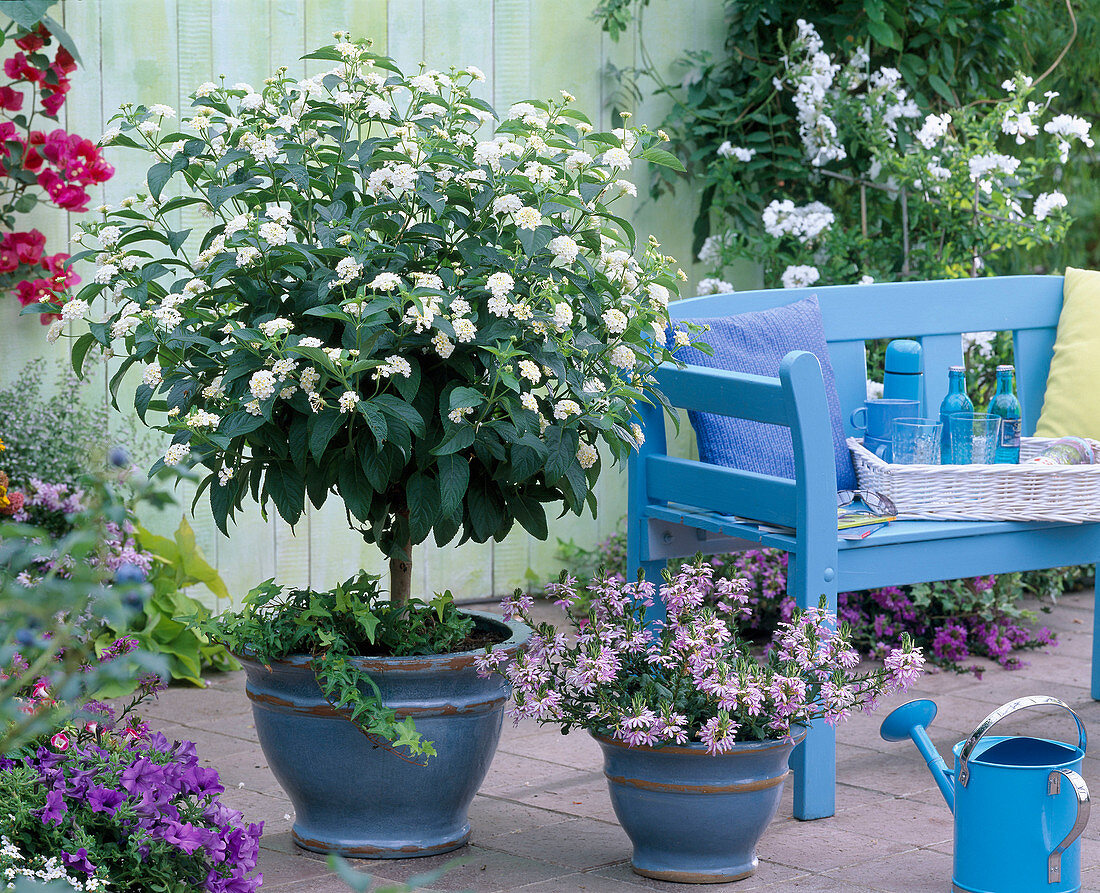 Lantana 'Schneewittchen' (Snow White) (Anemone)