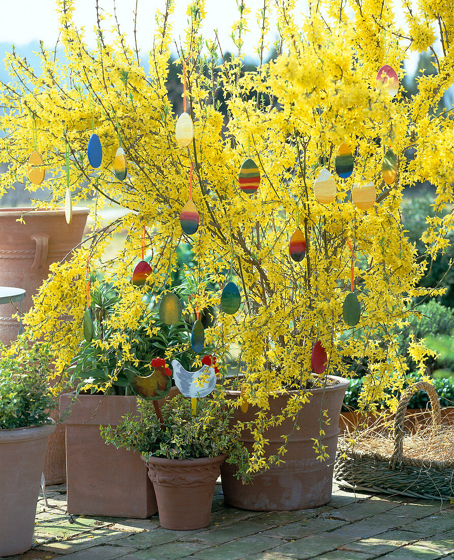 Forsythia intermedia