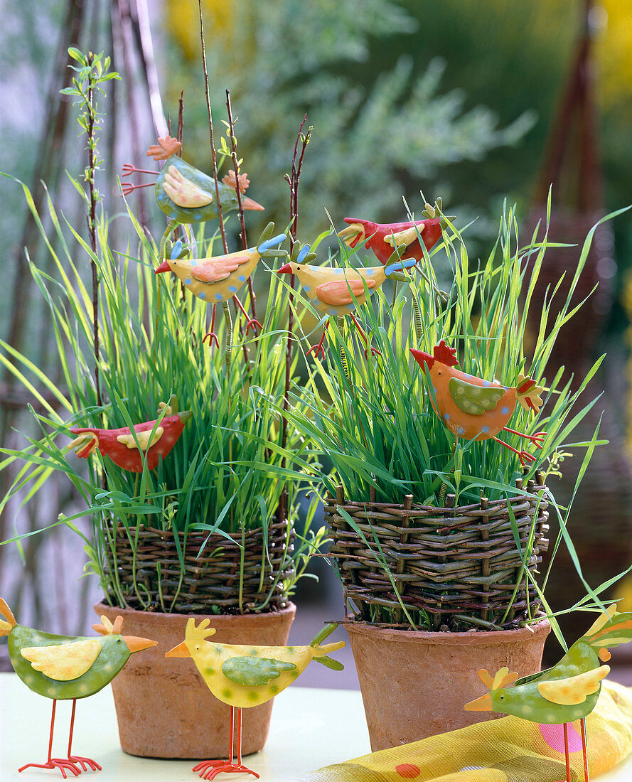 Eastergrass from wheat