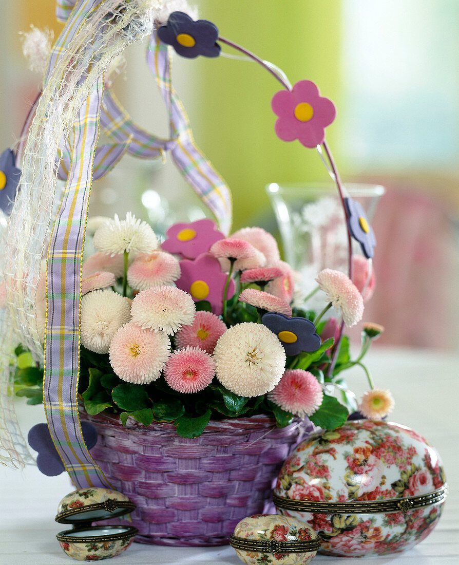 Bellis perennis 'Tasso Rosa' (Centaury)