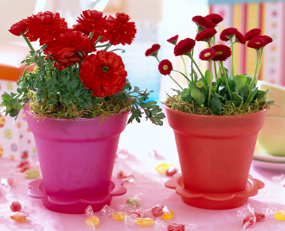 Ranunculus 'Bloomingdale' (Ranunculus, Bellis perennis)