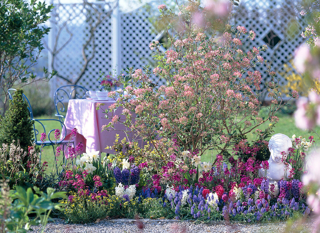 Spring border with Easter snowball 'Mohawk', golden violet, hyacinths and grape hyacinths