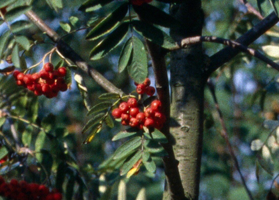 Sorbus aucuparia (Vogelbeere)