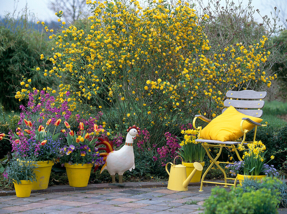 Kerria japonica 'Pleniflora' (double flowering ranunculus)