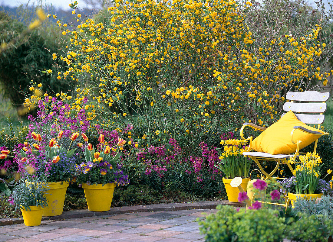 Kerria japonica 'Pleniflora' (double flowering ranunculus)