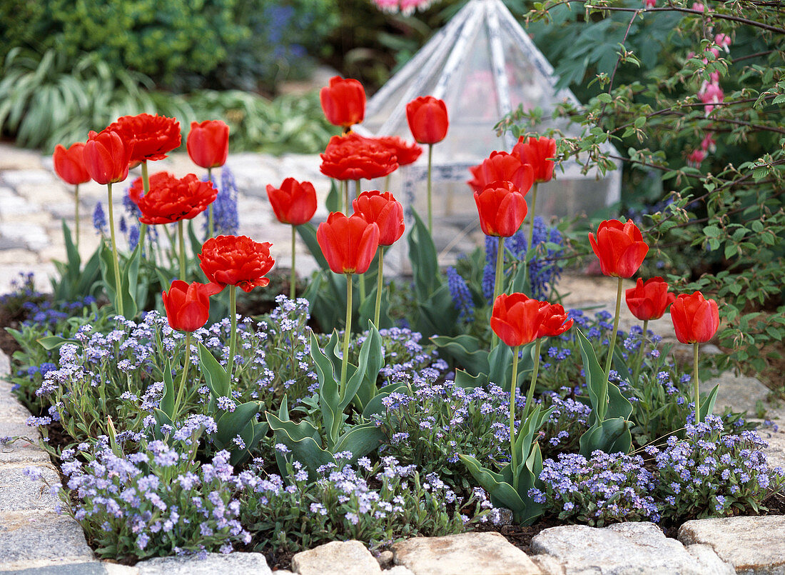 Tulipa (tulip), Myosotis (forget-me-not)