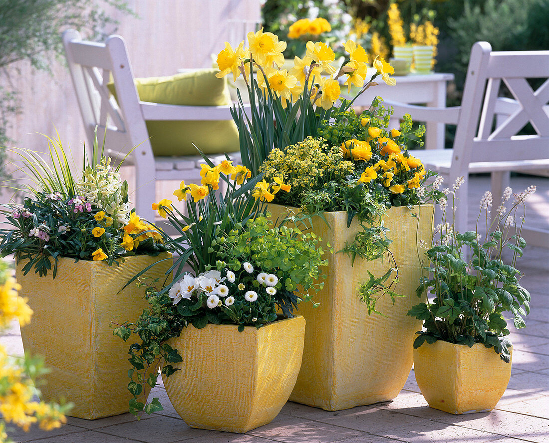 Erysimum 'Devon Sunset' and 'Dwarf' Gold Lacquer, Narcissus Daffodils, Euphorbia